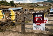 alerta-in-mures:-judetul-devine-epicentrul-carantinei-nationale-de-30-de-zile-pentru-oi-si-capre.-exporturile,-blocate-pana-la-sfarsitul-anului