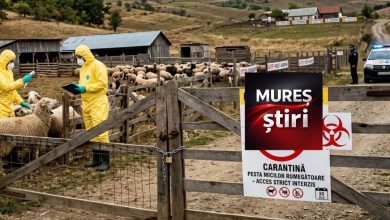 alerta-in-mures:-judetul-devine-epicentrul-carantinei-nationale-de-30-de-zile-pentru-oi-si-capre.-exporturile,-blocate-pana-la-sfarsitul-anului
