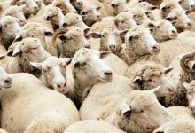 peste-800-de-oi-sacrificate-in-noul-focar-de-pesta-micilor-rumegatoare,-confirmat-la-viisoara
