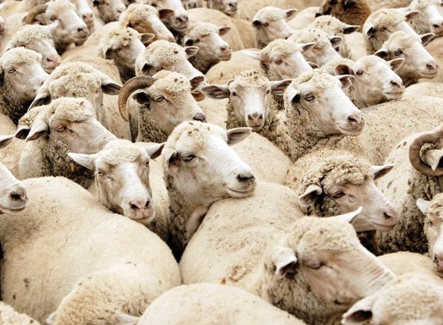 peste-800-de-oi-sacrificate-in-noul-focar-de-pesta-micilor-rumegatoare,-confirmat-la-viisoara