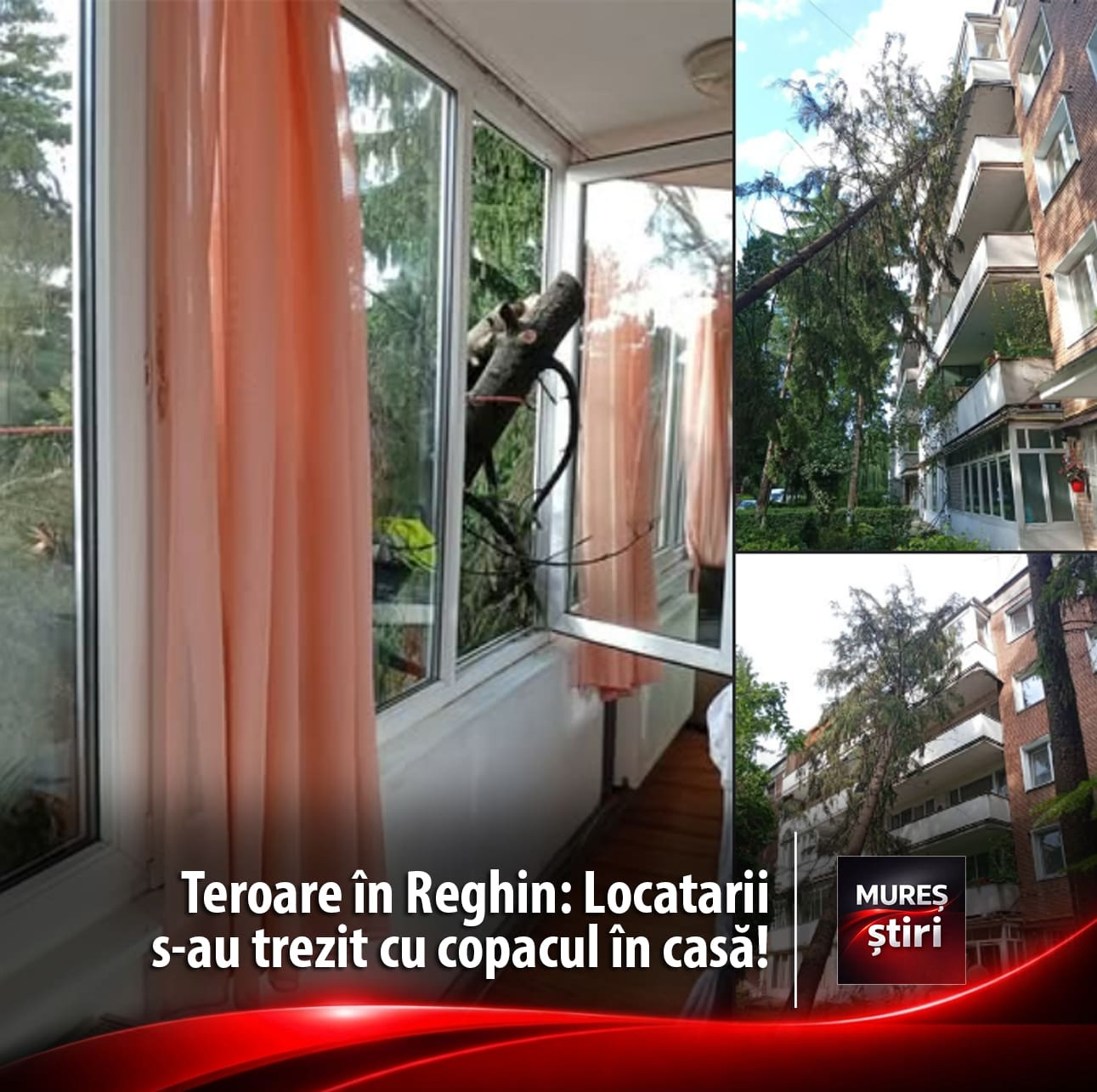 teroare-in-reghin:-locatarii-unui-bloc-traiesc-sub-amenintarea-arborilor-seculari-care-prabusesc-peste-masini-si-ameninta-siguranta-locuintelor!