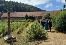zilele-plantelor-medicinale-din-tinutul-secuiesc,-in-weekend,-la-sumuleu-ciuc