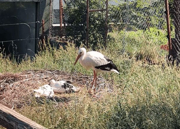 premiera-la-zoo-targu-mures.-berze-care-cuibaresc-si-adopta-un-pui