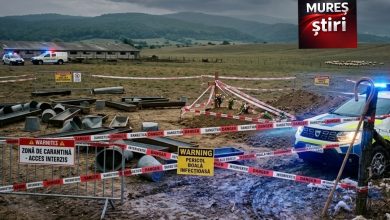 alarma-in-mures:-nou-focar-de-pesta-a-micilor-rumegatoare-la-viisoara.-peste-800-de-oi-vor-fi-sacrificate!