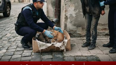 fara-mila-fata-de-animale:-o-femeie-din-targu-mures-a-fost-sanctionata-drastic-dupa-ce-a-lasat-pui-de-pisica-la-voia-intamplarii!