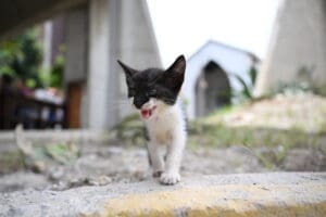 targumureseanca,-amendata-cu-6000-de-lei-pentru-abandonul-unor-pui-de-pisica