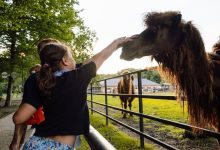 anul-acesta,-peste-150.000-de-persoane-au-ales-gradina-zoologica-din-targu-mures-(video)