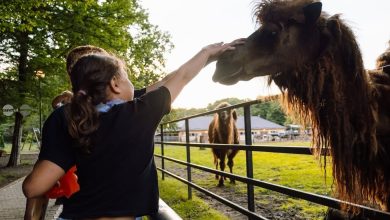 anul-acesta,-peste-150.000-de-persoane-au-ales-gradina-zoologica-din-targu-mures-(video)