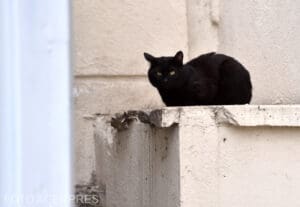 amenda-de-6.000-de-lei-pentru-abandonul-a-doi-pui-de-pisica-la-targu-mures