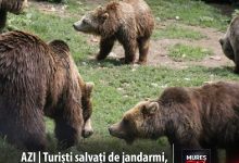 noua-turisti-salvati-de-jandarmi-dupa-ce-au-fost-blocati-pe-munte-de-6-ursi,-in-harghita!
