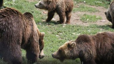 noua-turisti-salvati-de-jandarmi-dupa-ce-au-fost-blocati-pe-munte-de-6-ursi,-in-harghita!