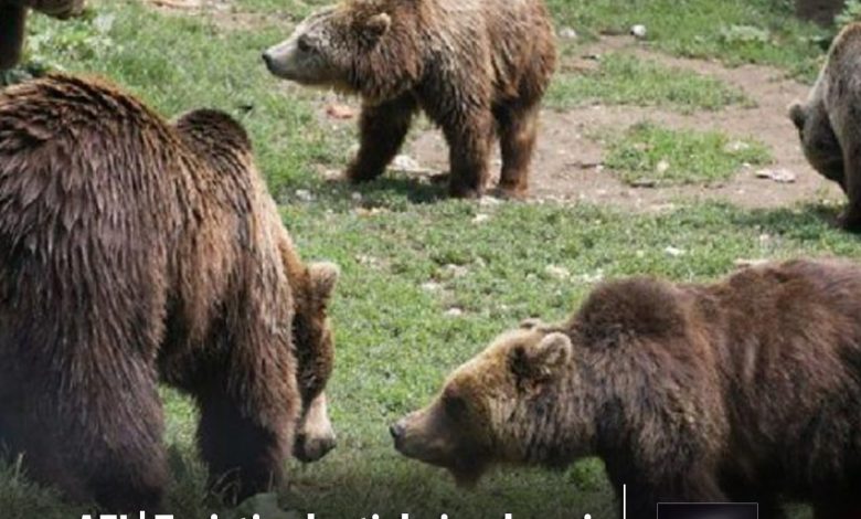 noua-turisti-salvati-de-jandarmi-dupa-ce-au-fost-blocati-pe-munte-de-6-ursi,-in-harghita!