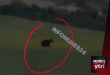 alerta-in-mures:-un-urs-a-fost-filmat-din-nou-la-marginea-drumului,-intre-balauseri-si-calimanesti!-video