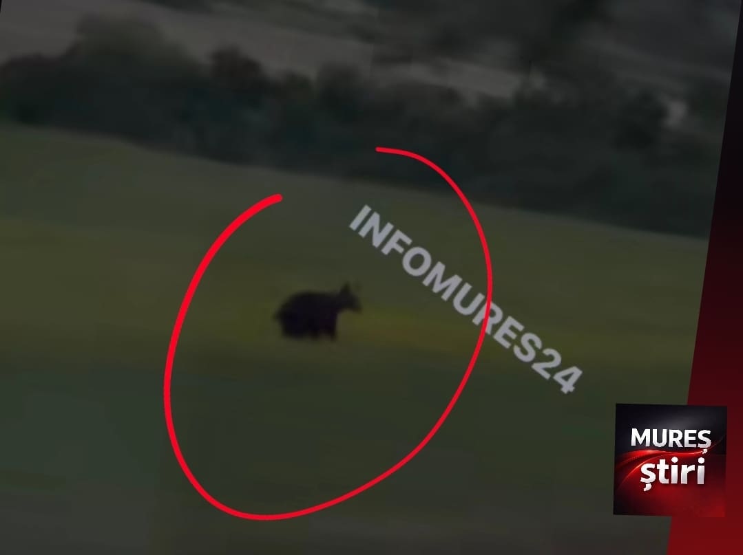 alerta-in-mures:-un-urs-a-fost-filmat-din-nou-la-marginea-drumului,-intre-balauseri-si-calimanesti!-video