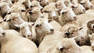 vaccinarea-colectiva-a-ovinelor-va-extinde-restrictiile-si-asupra-exporturilor-de-carne