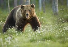 sase-ursi-bruni-vor-fi-capturati-si-echipati-cu-zgarzi-gps-in-judetul-mures,-in-cadrul-unui-program-de-cercetare