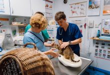program-de-sterilizare-pentru-caini-si-pisici,-in-desfasurare-la-targu-mures