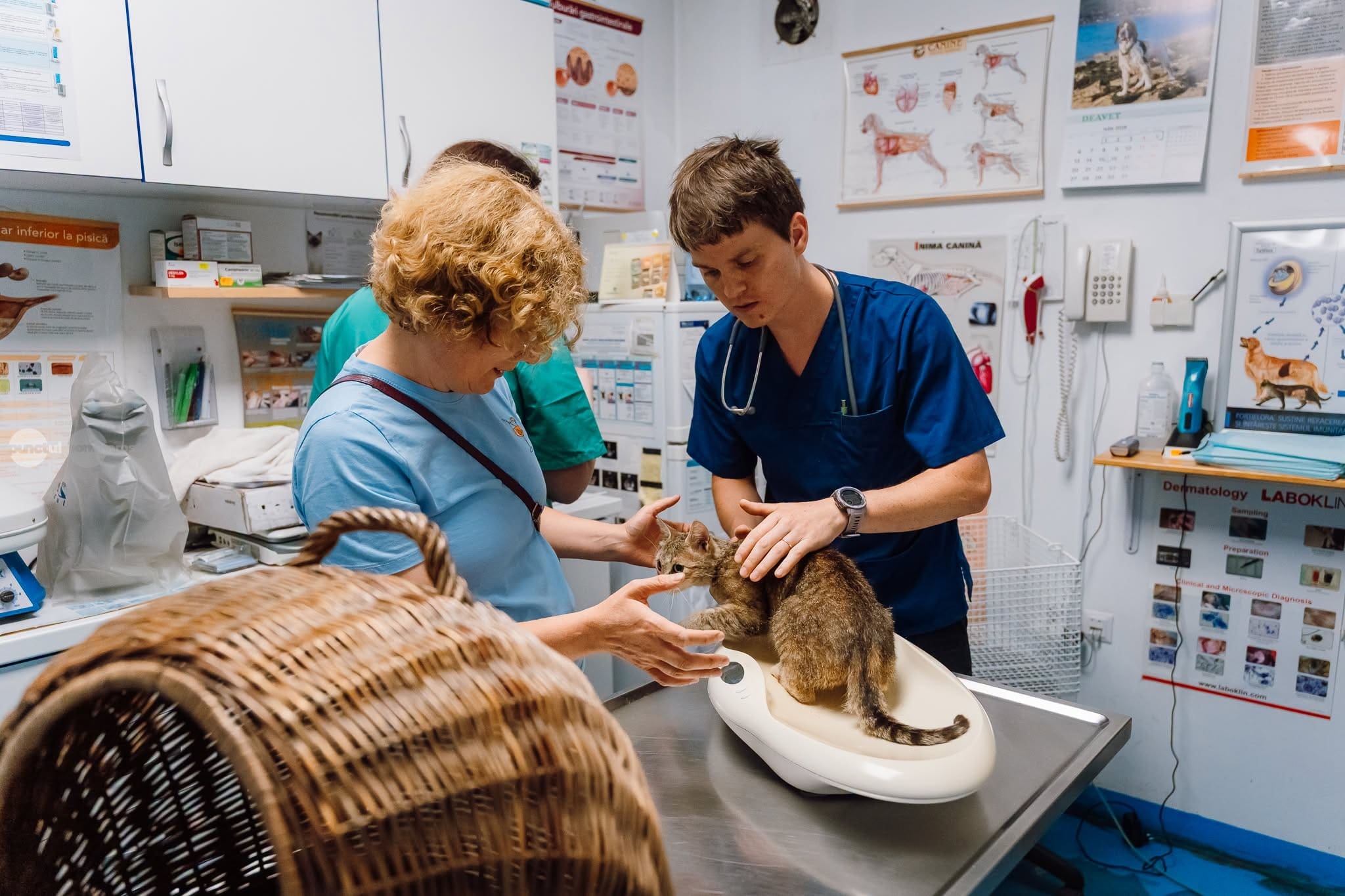 program-de-sterilizare-pentru-caini-si-pisici,-in-desfasurare-la-targu-mures