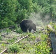 ursii-au-facut-deja-anul-acesta-pagube-de-peste-un-milion-de-lei-in-mures