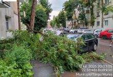 vegetatia-neingrijita-creeaza-tot-mai-multe-probleme-la-targu-mures.-crengile-cad-si-pe-vreme-buna