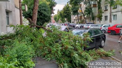 vegetatia-neingrijita-creeaza-tot-mai-multe-probleme-la-targu-mures.-crengile-cad-si-pe-vreme-buna