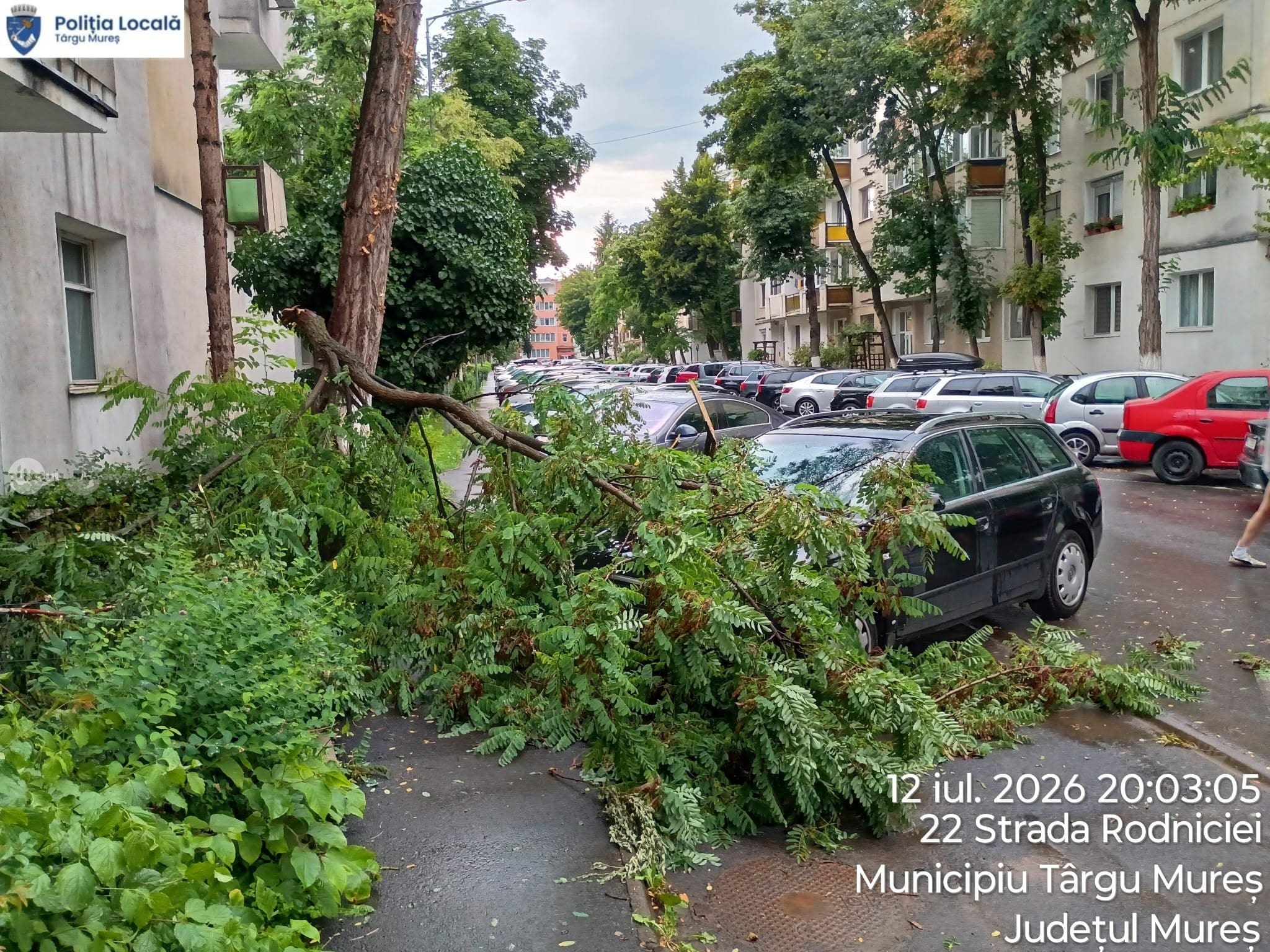 vegetatia-neingrijita-creeaza-tot-mai-multe-probleme-la-targu-mures.-crengile-cad-si-pe-vreme-buna