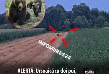 alerta:-ursoaica-cu-doi-pui,-filmata-pe-traseul-dintre-chendu-si-balauseri!-locuitorii,-avertizati-sa-evite-zona