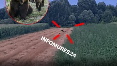 alerta:-ursoaica-cu-doi-pui,-filmata-pe-traseul-dintre-chendu-si-balauseri!-locuitorii,-avertizati-sa-evite-zona