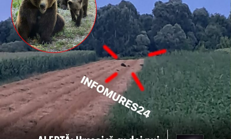 alerta:-ursoaica-cu-doi-pui,-filmata-pe-traseul-dintre-chendu-si-balauseri!-locuitorii,-avertizati-sa-evite-zona