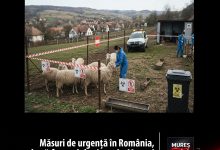 masuri-de-urgenta-in-romania-dupa-confirmarea-unui-focar-de-pesta-a-micilor-rumegatoare-in-judetul-mures!