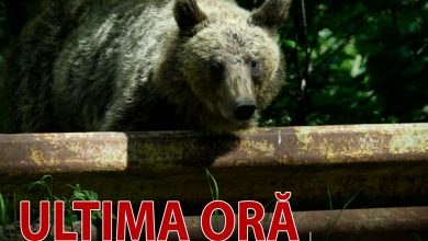 ultima-ora-|-jurnalistul-maghiar-andras-foldes,-atacat-de-urs-la-baile-tusnad!-gestul-disperat-care-i-a-salvat-viata!