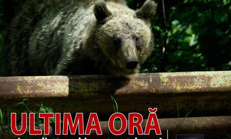 ultima-ora-|-jurnalistul-maghiar-andras-foldes,-atacat-de-urs-la-baile-tusnad!-gestul-disperat-care-i-a-salvat-viata!