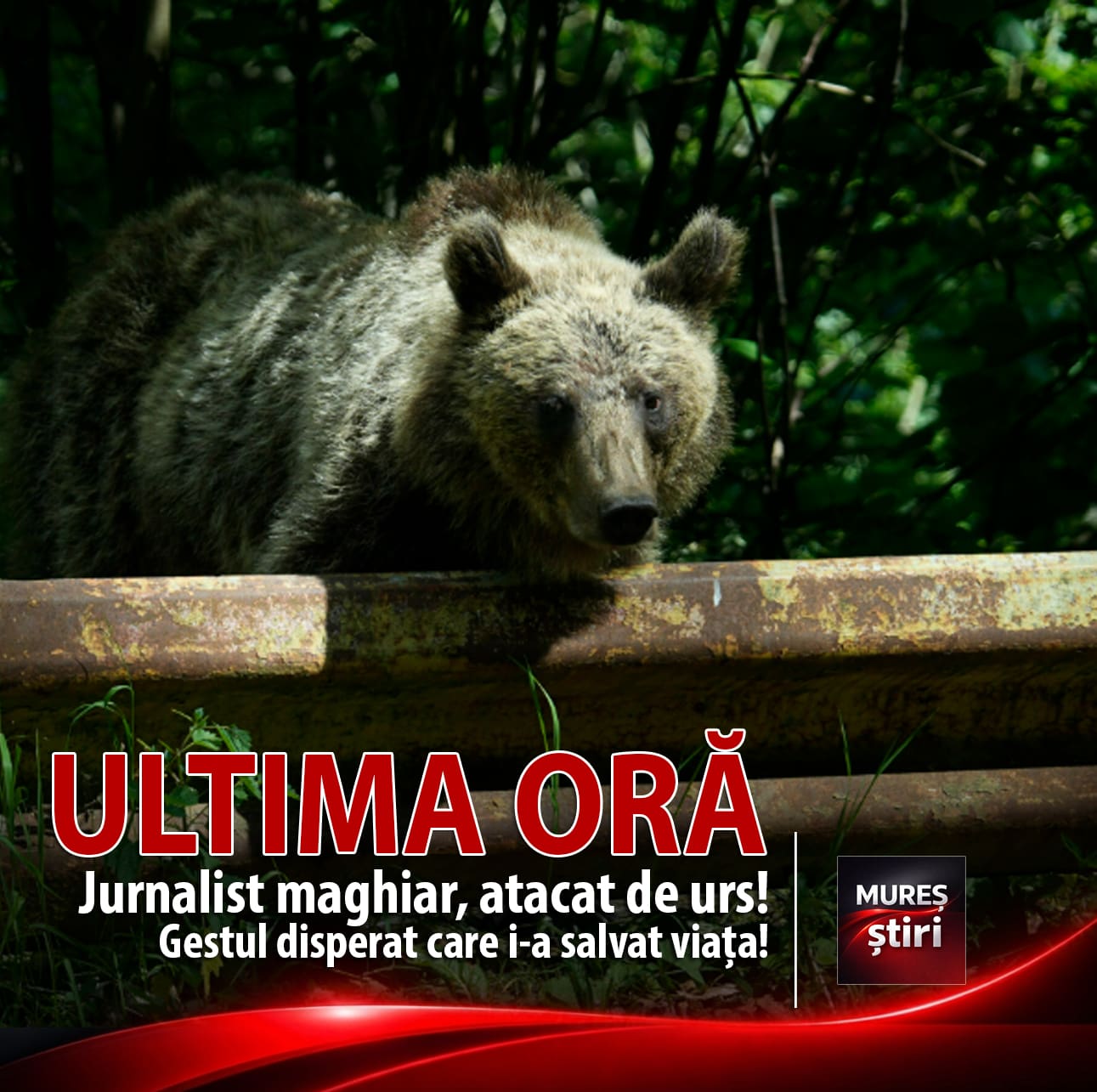 ultima-ora-|-jurnalistul-maghiar-andras-foldes,-atacat-de-urs-la-baile-tusnad!-gestul-disperat-care-i-a-salvat-viata!