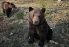 patru-ursi-vor-fi-transferati-de-la-sanctuarul-de-la-zarnesti-intr-un-parc-natural-din-franta