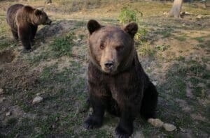 patru-ursi-vor-fi-transferati-de-la-sanctuarul-de-la-zarnesti-intr-un-parc-natural-din-franta
