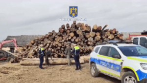 brasov:-trei-angajati-silvici,-retinuti-de-politie-intr-un-dosar-de-furt-de-lemn