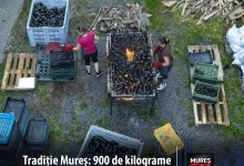 ratacire-si-traditie-in-muntii-gurghiului:-900-de-kilograme-de-vinete-coapte-pe-lemne,-surprinse-de-fotograful-muresean-adi-coco!