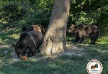 cei-4-pui-de-urs-de-la-sanctuarul-libearty-zarnesti-au-ajuns-cu-bine-in-franta
