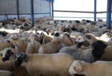 autoritatile-romane-vor-discuta-un-plan-pentru-ridicarea-restrictiilor-la-exportul-de-ovine-impuse-de-comisia-europeana