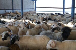 autoritatile-romane-vor-discuta-un-plan-pentru-ridicarea-restrictiilor-la-exportul-de-ovine-impuse-de-comisia-europeana