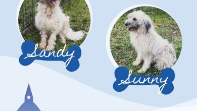 sunny-si-sandy-au-fost-adoptati.-un-nou-inceput-pentru-doi-caini-care-si-au-gasit,-in-sfarsit,-familia