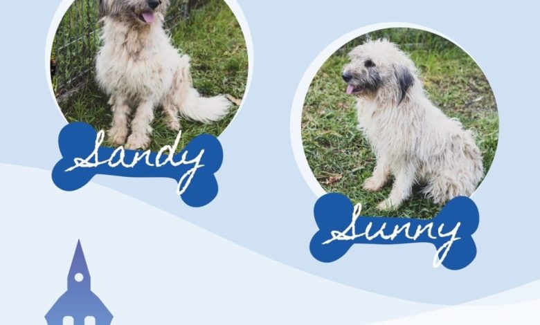 sunny-si-sandy-au-fost-adoptati.-un-nou-inceput-pentru-doi-caini-care-si-au-gasit,-in-sfarsit,-familia