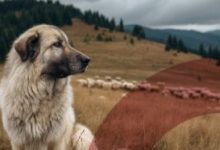 ansvsa-face-recomandari-crescatorilor-de-animale-si-proprietarilor-de-animale-de-companie