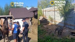brasov:-dosare-penale-pentru-doi-barbati-banuiti-de-rele-tratamente-aplicate-animalelor