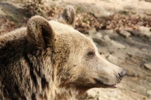 apel-catre-cetateni-pentru-modificarea-directivei-habitate,-in-vederea-solutionarii-suprapopularii-ursilor-din-romania