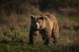 covasna:-‘salvati-ne-de-numarul-excesiv-de-ursi!’-–-petitie-pentru-promulgarea-de-urgenta-a-legii-privind-ursul-brun
