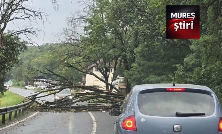 acum:-un-copac-cazut-pe-carosabil-blocheaza-traficul-la-intrarea-in-valenii-de-mures!