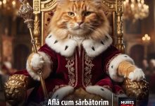 pisicile-conduc-internetul,-dar-astazi-conduc-lumea!-afla-cum-sarbatorim-ziua-internationala-a-pisicii