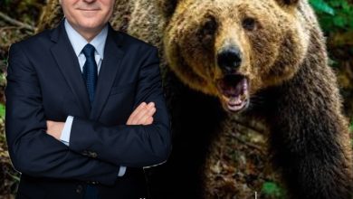 nu-se-lasa!-presedintele-nicusor-dan-a-retrimis-in-parlament-legea-ursilor:-solicitare-de-reexaminare-pentru-eficienta-si-protectia-mediului!