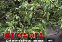 vant-extrem-in-mures:-copaci-cazuti-pe-carosabil-si-peste-un-autoturism!-interventie-in-plina-desfasurare-a-pompierilor-voluntari-din-balauseri